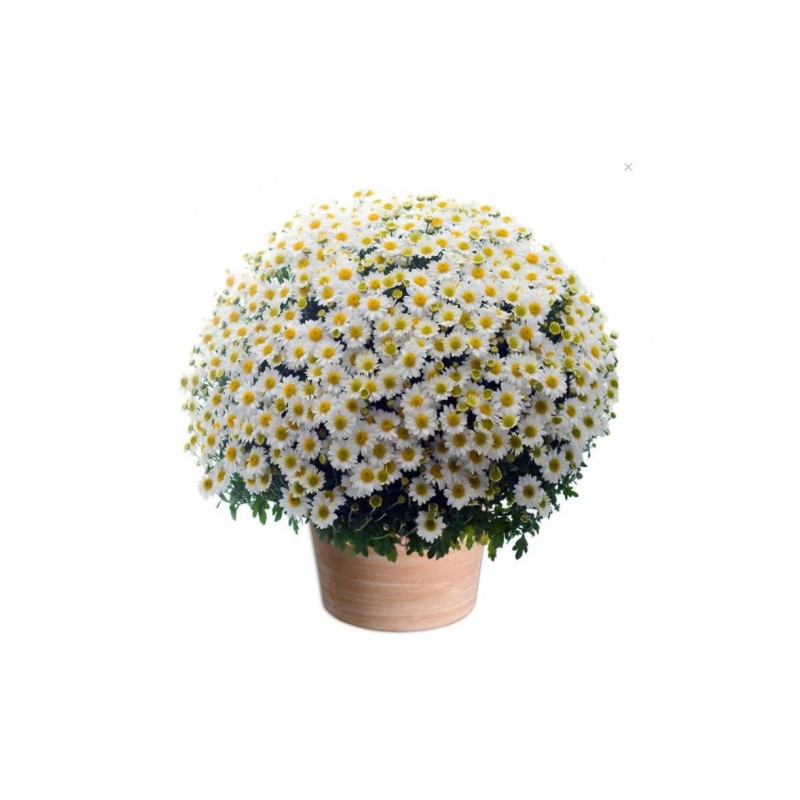 CHRYSANTHÈME TOUSSAINT POMPONETTE BLANC