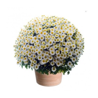 CHRYSANTHÈME TOUSSAINT POMPONETTE BLANC