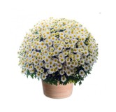 CHRYSANTHÈME TOUSSAINT POMPONETTE BLANC