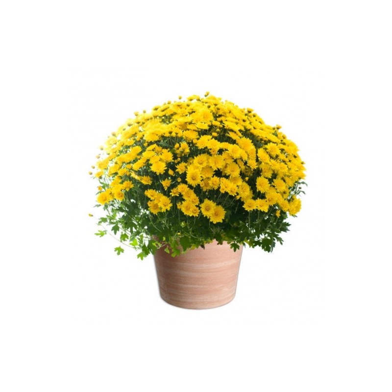 CHRYSANTHÈME TOUSSAINT POMPONETTE JAUNE