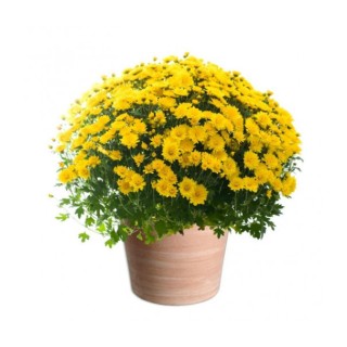 CHRYSANTHÈME TOUSSAINT POMPONETTE JAUNE