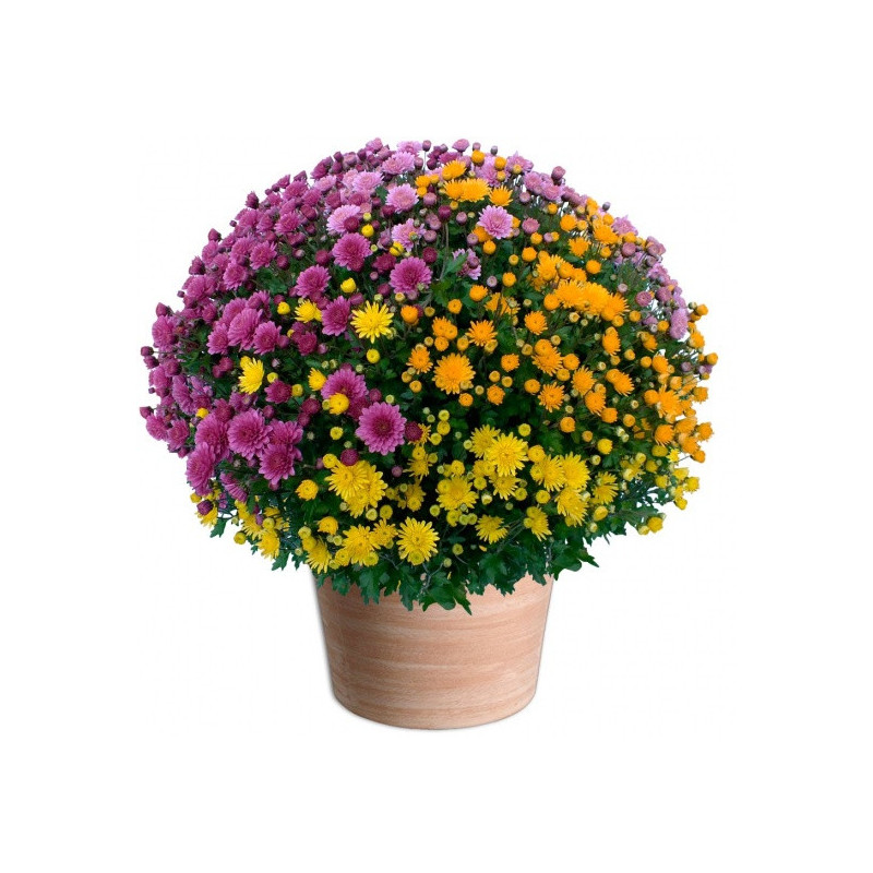 Faire livrer des chrysanthèmes pour la TOUSSAINT.