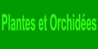 plantes et orchidées